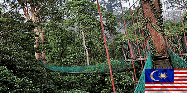 محمية سمنجو الطبيعية (Semenggoh Nature Reserve):