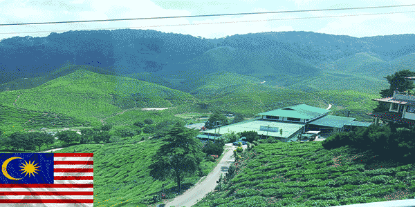 مرتفعات كاميرون (Cameron Highlands): أفضل أماكن للزيارة في ماليزيا