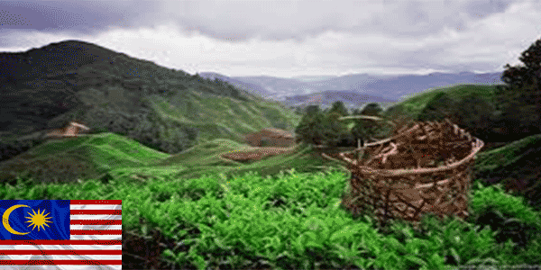 مرتفعات كاميرون (Cameron Highlands): أفضل أماكن للزيارة في ماليزيا