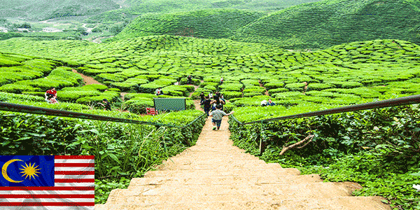 مرتفعات كاميرون (Cameron Highlands): أفضل أماكن للزيارة في ماليزيا