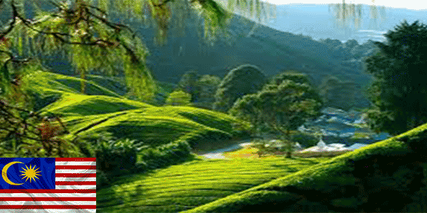 مرتفعات كاميرون (Cameron Highlands): أفضل أماكن للزيارة في ماليزيا
