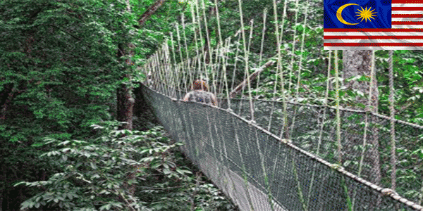 حديقة تامان نيجارا الوطنية (Taman Negara National Park):أفضل أماكن للزيارة في ماليزيا