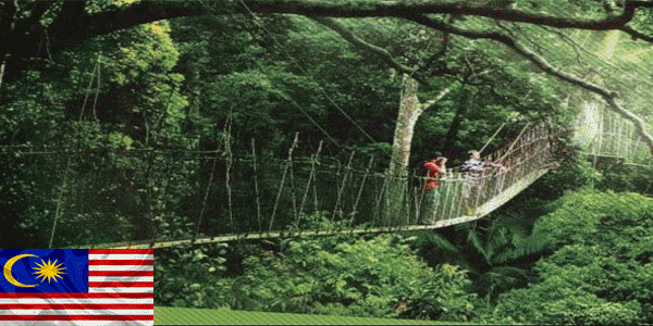 حديقة تامان نيجارا الوطنية (Taman Negara National Park):أفضل أماكن للزيارة في ماليزيا