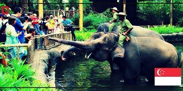 زوار الفيلة في حديقة الحيوانات