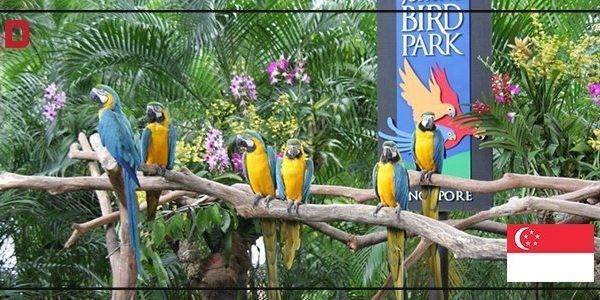 أفضل أماكن سياحية في سنغافورة : منتزه يورونج للطيور