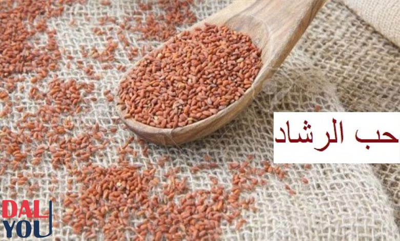 فوائد حب الرشاد فوائد حب الرشاد لزيادة الوزن