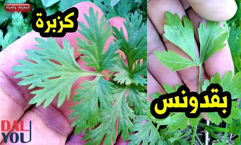 الفرق بين الكزبرة والبقدونس بالصور