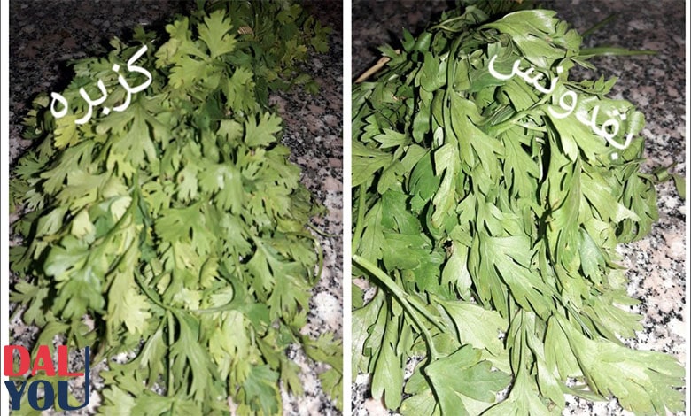 الفرق بين الكزبرة والبقدونس في الطبخ